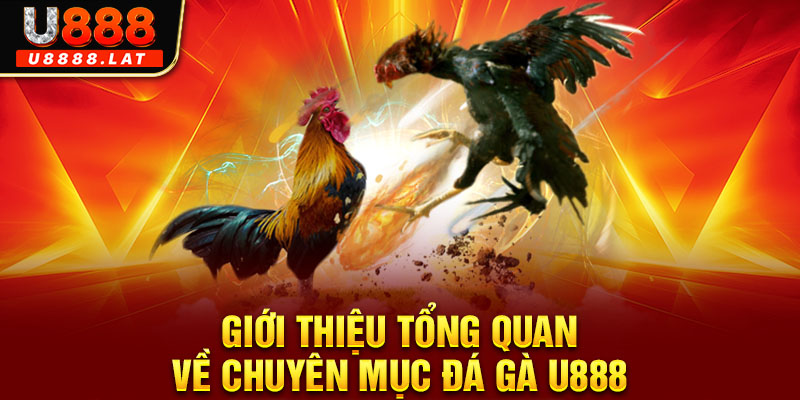 Giới thiệu tổng quan về chuyên mục đá gà U888